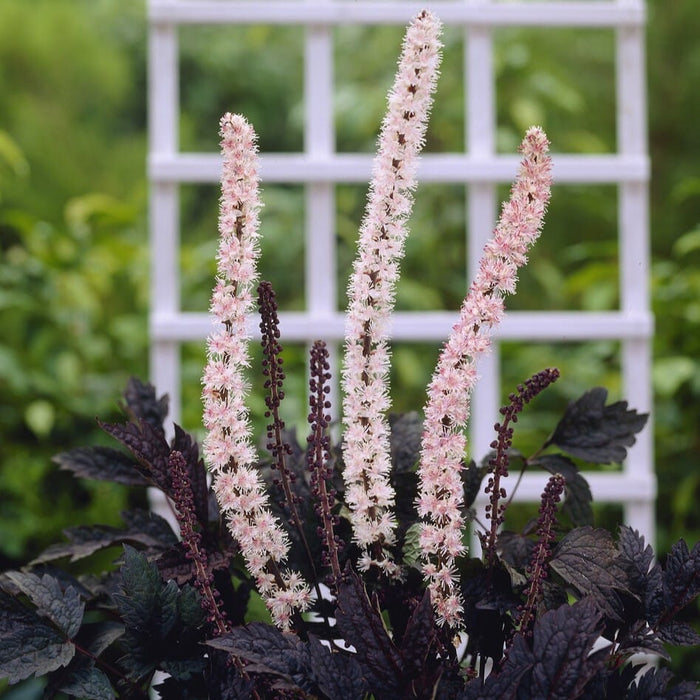 Actaea simplex 'Brunette' Perennial Bedding