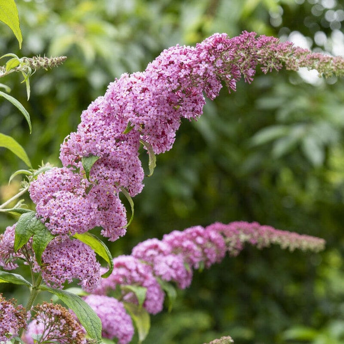 Buddleja davidii 'Pink Delight' Shrubs