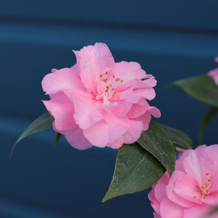 Patio Camellia Tree | Camellia 'Spring Festival' Shrubs