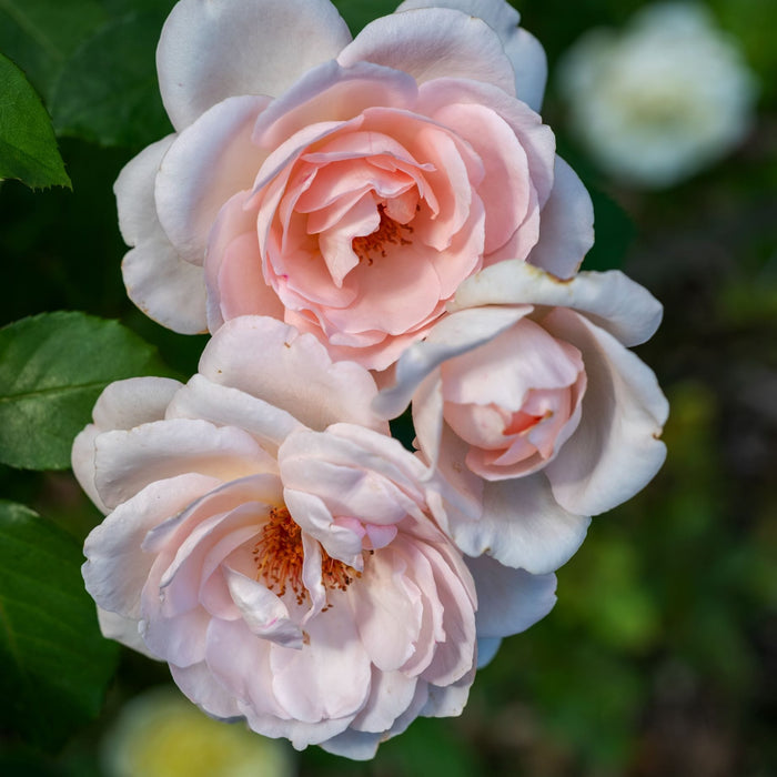 'Clair Renaissance®' Shrub Rose Shrubs