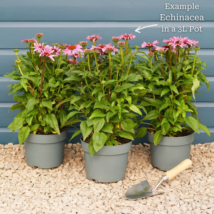 Echinacea 'SunSeekers Salmon' Perennial Bedding