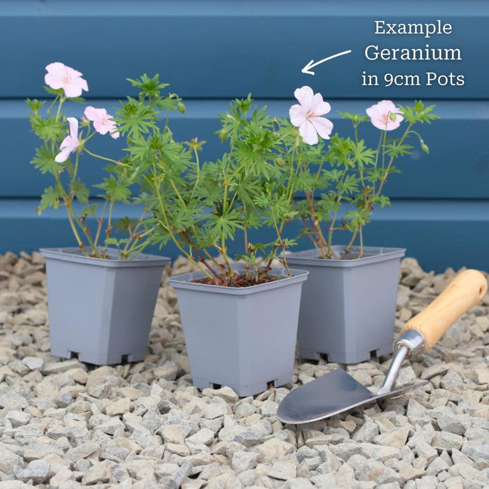 Geranium 'Rozanne' Perennial Bedding