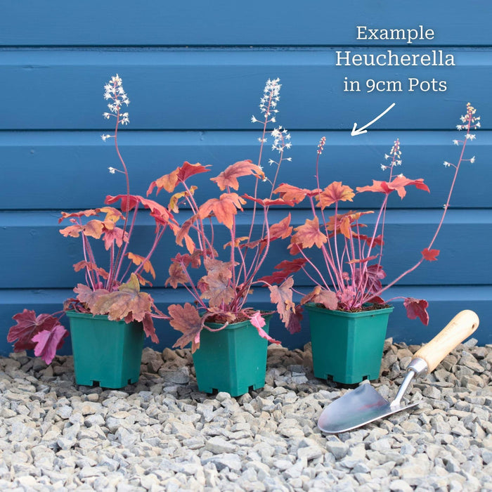 Heucherella 'Peach Tea' Perennial Bedding