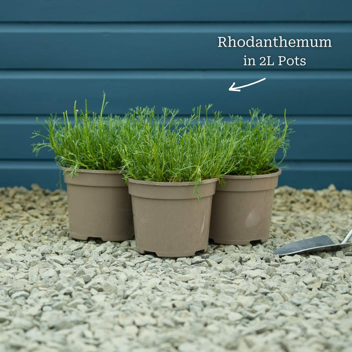 Rhodanthemum Marrakech Perennial Bedding