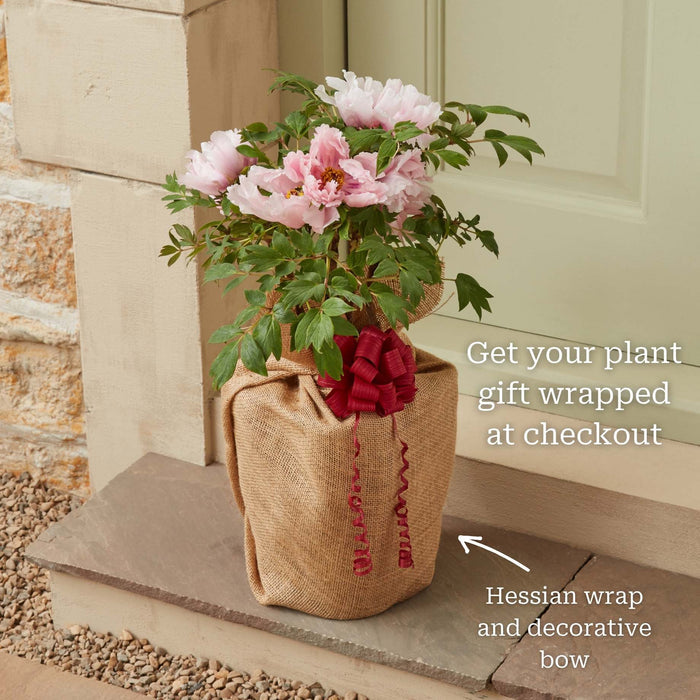 Peony 'Coral Sunset' Perennial Bedding