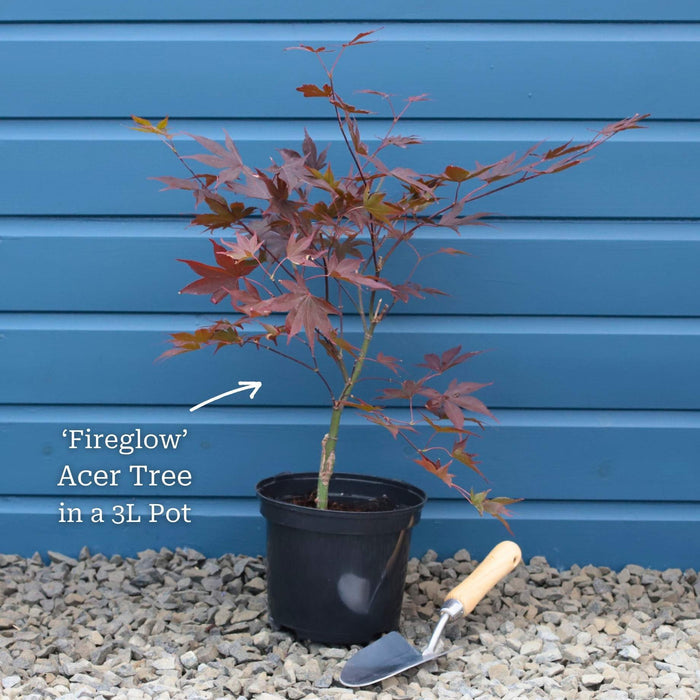 Red Japanese Maple Tree | Acer palmatum 'Fireglow' Ornamental Trees