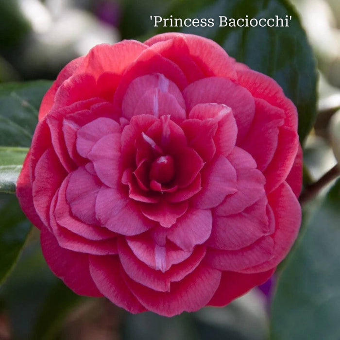 Camellia japonica 'Princess Baciocchi' in a 5L Pot