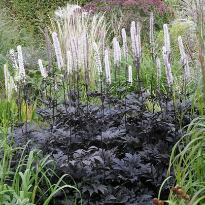 Actaea simplex 'Brunette' Perennial Bedding