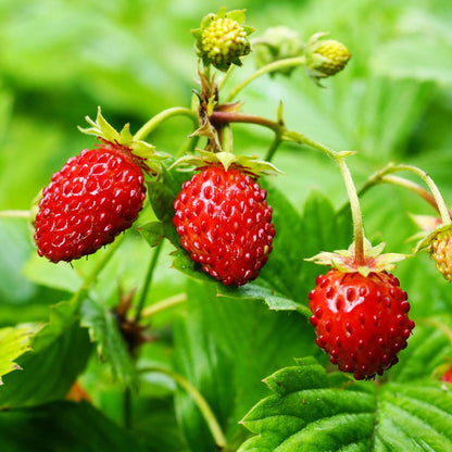 Alpine Strawberry Plants Soft Fruit