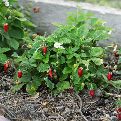 Alpine Strawberry Plants Soft Fruit