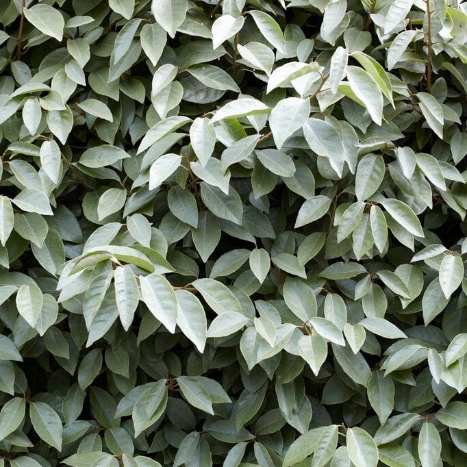 Best Flowering Evergreen Shrubs Collection | Growers Choice Shrubs