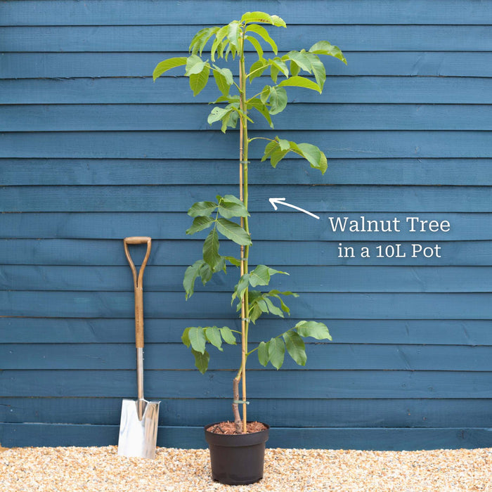 'Broadview' Walnut Tree Fruit Trees