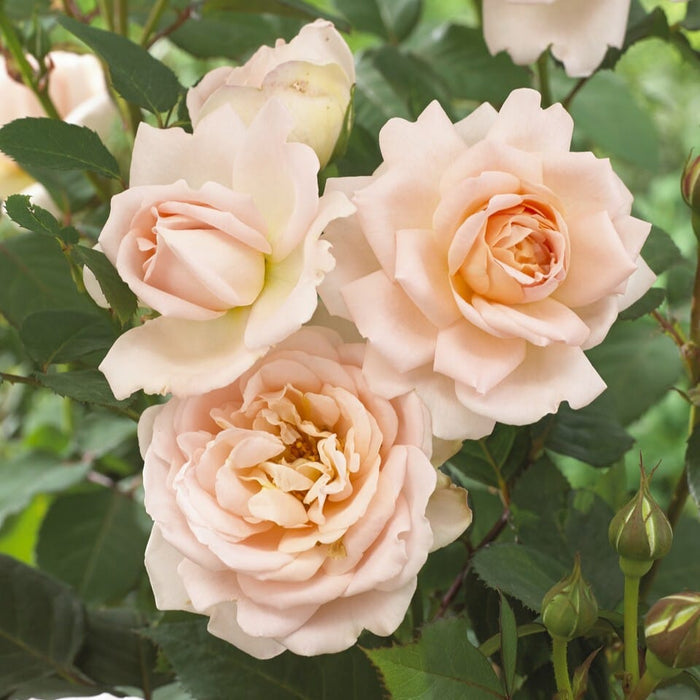 'Clair Renaissance®' Shrub Rose Shrubs