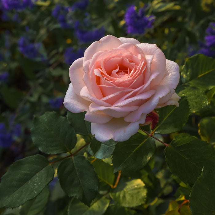'Clair Renaissance®' Shrub Rose Shrubs