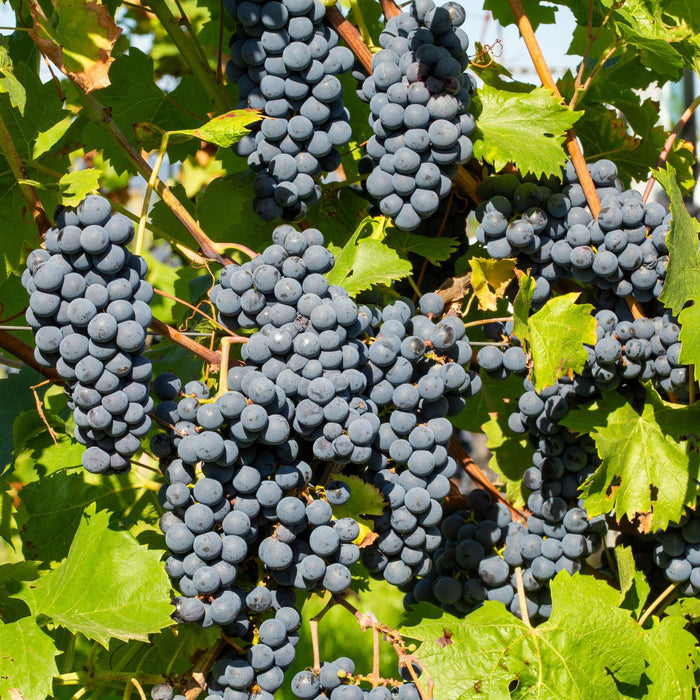 'Dornfelder' Grape Vine Soft Fruit