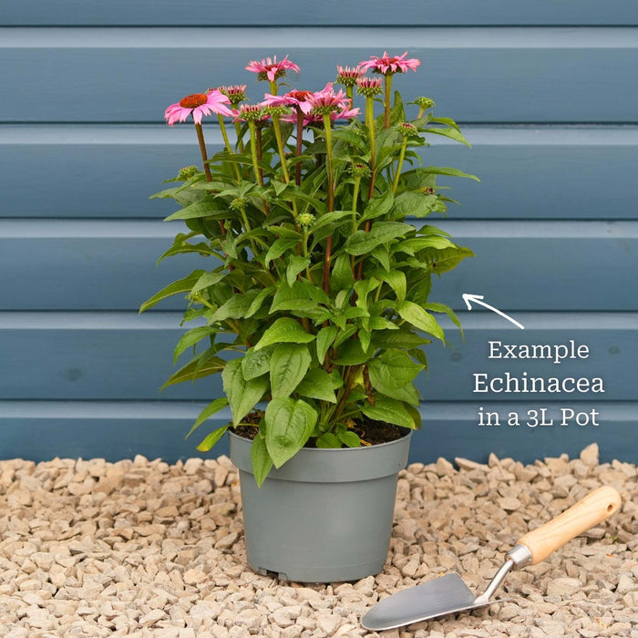 Echinacea 'SunSeekers Salmon' Perennial Bedding
