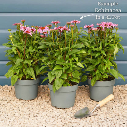 Echinacea 'SunSeekers Salmon' Perennial Bedding