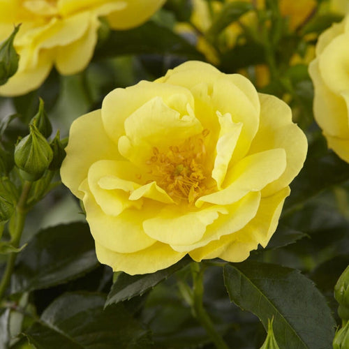 'Flower Carpet Gold' Carpet Rose Shrubs