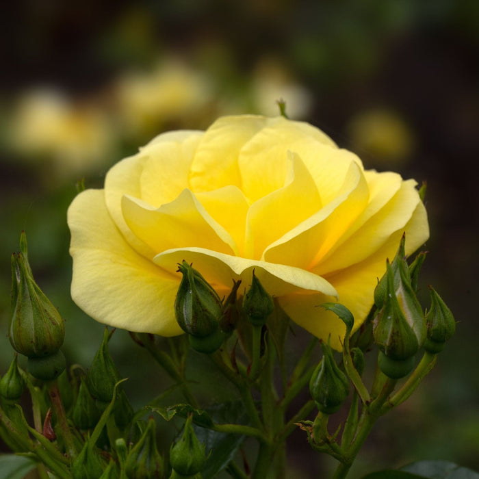 'Flower Carpet Gold' Carpet Rose Shrubs