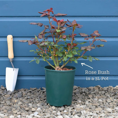 'Palace Kailani' Patio Shrub Rose Shrubs