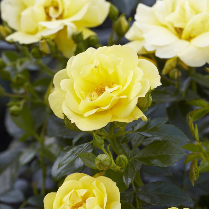 'Flower Carpet Gold' Carpet Rose Shrubs