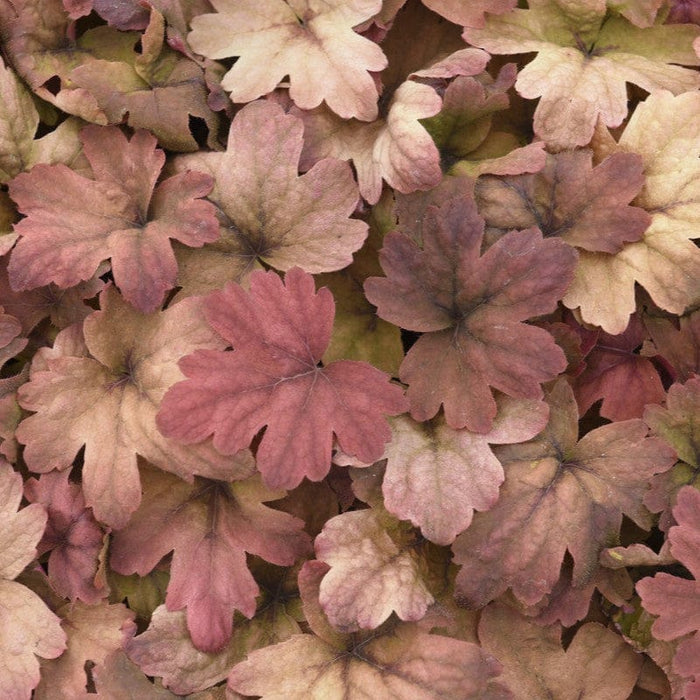 Heucherella 'Sweet Tea' Perennial Bedding