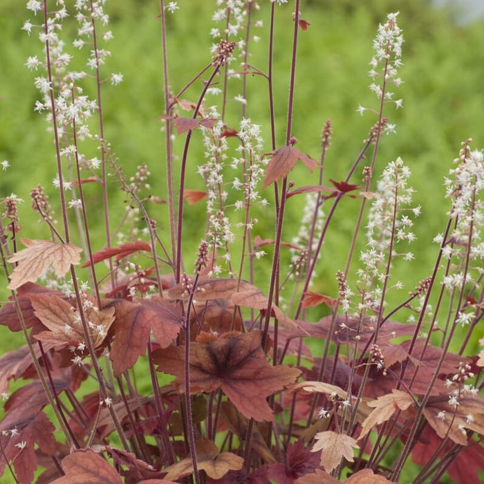 Heucherella 'Sweet Tea' Perennial Bedding