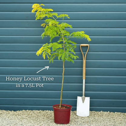 Honeylocust Tree | Gleditsia triacanthos 'Sunburst' Ornamental Trees