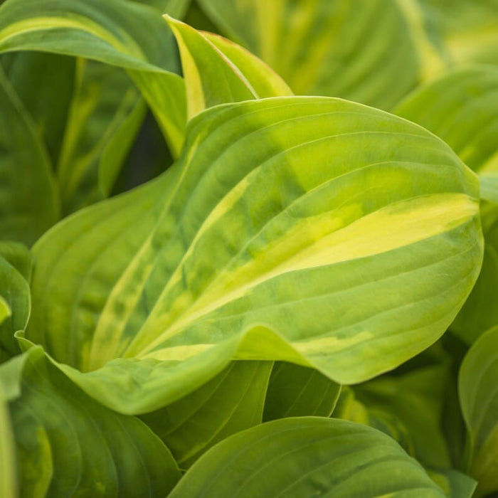 Hosta 'Emerald Charger' Perennial Bedding