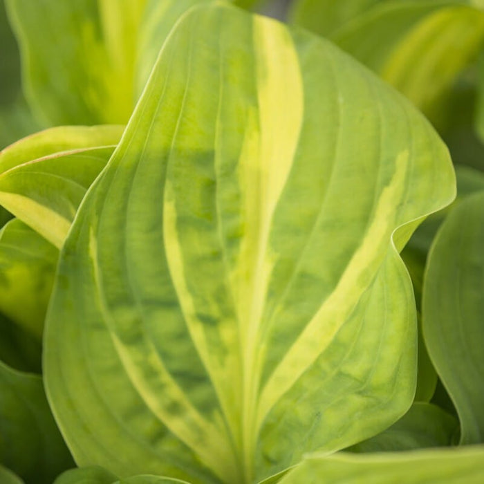 Hosta 'Emerald Charger' Perennial Bedding