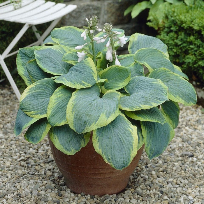Hosta Frances Williams Perennial Bedding
