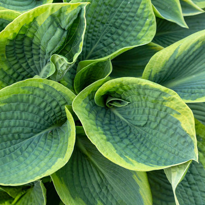 Hosta Frances Williams Perennial Bedding