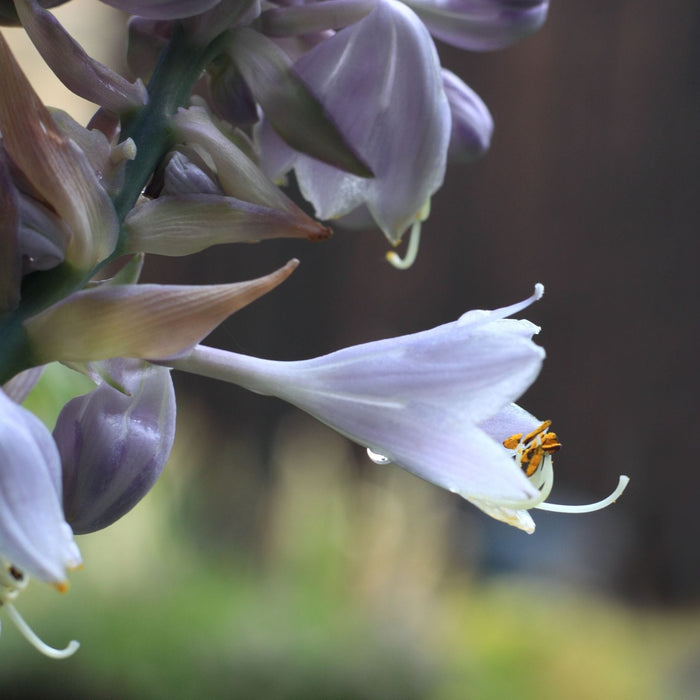 Hosta Frances Williams Perennial Bedding