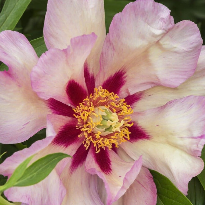 Itoh Peony 'Callies Memory' Perennial Bedding