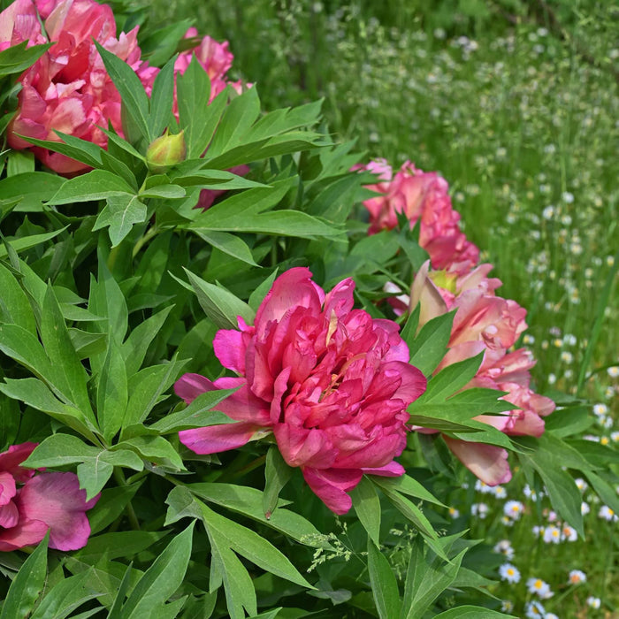 Itoh Peony 'Hillary' Perennial Bedding