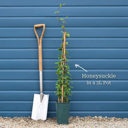 Japanese Honeysuckle | Lonicera japonica 'Mint Crisp' Climbing Plants