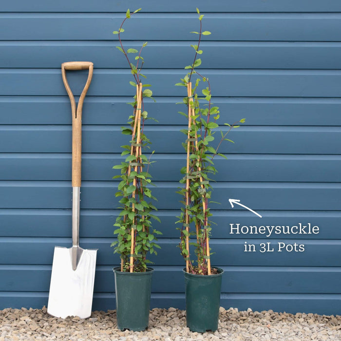 Japanese Honeysuckle | Lonicera japonica 'Mint Crisp' Climbing Plants