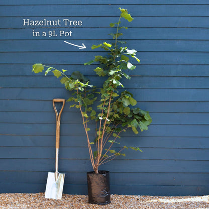 'Purple Filbert' Hazel Tree Ornamental Trees