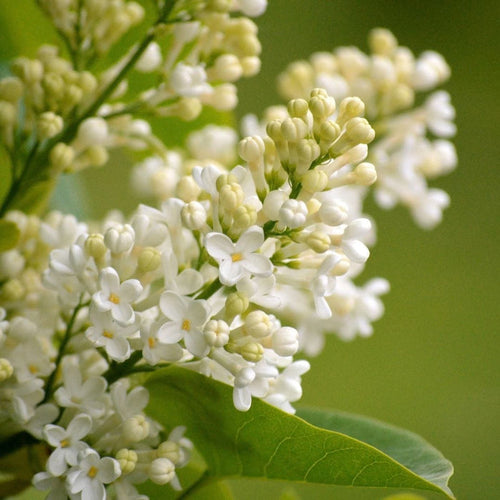 Lilac 'Primrose' | Syringa vulgaris Shrubs