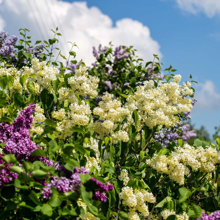 Lilac 'Primrose' | Syringa vulgaris Shrubs