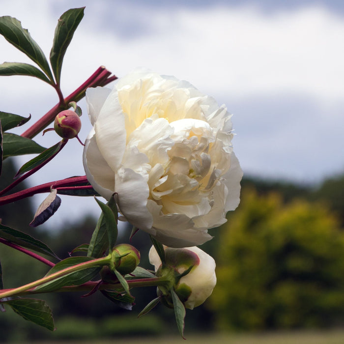 Peony 'Duchesse de Nemours' Perennial Bedding