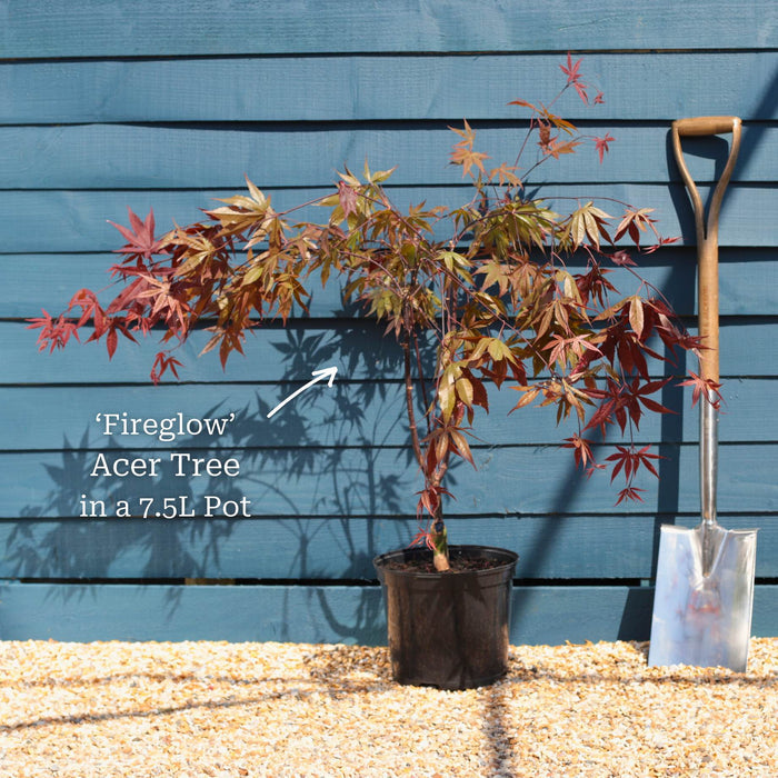 Red Japanese Maple Tree | Acer palmatum 'Fireglow' Ornamental Trees
