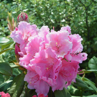 Rhododendron 'Cosmopolitan' Shrubs