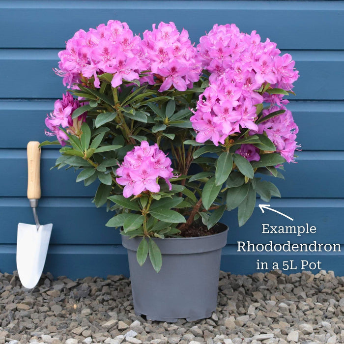 Rhododendron 'Percy Wiseman' Shrubs