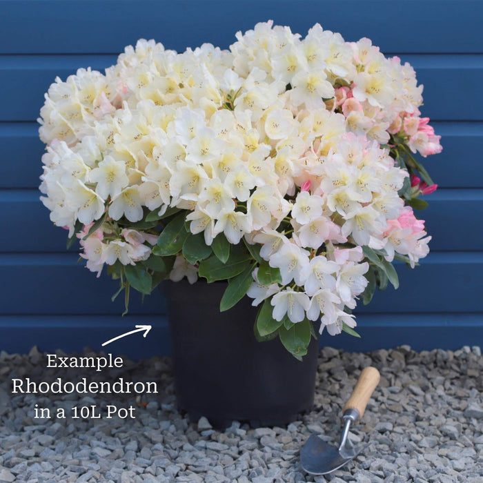 Rhododendron 'Percy Wiseman' Shrubs