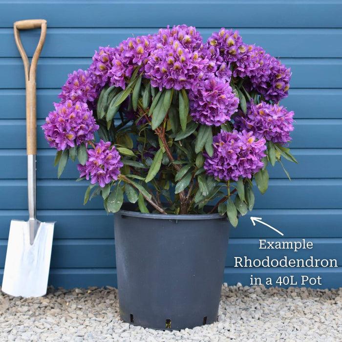 Rhododendron 'Marcel Menard' Shrubs