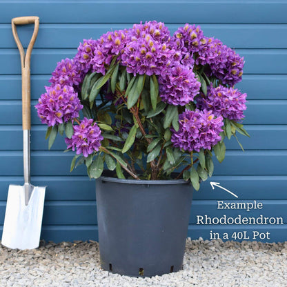 Rhododendron 'Marcel Menard' Shrubs