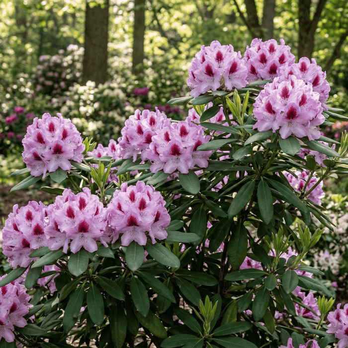 Rhododendron 'Kabarett' Shrubs