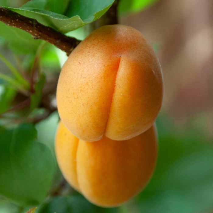 Rochester' Peach Tree Fruit Trees