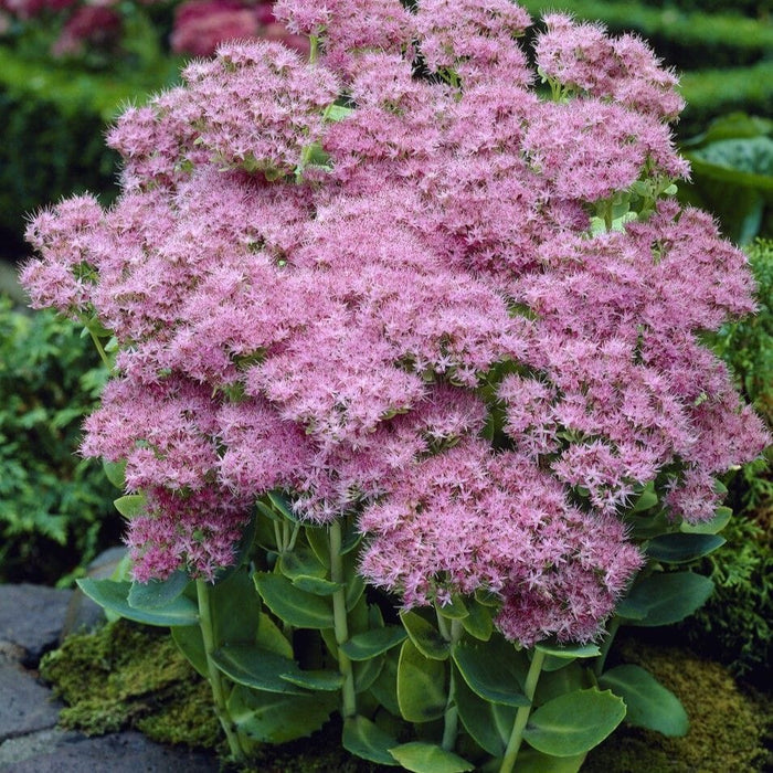 Sedum 'Brilliant' Perennial Bedding